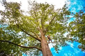 Tree and Shrub Care in Weston Lakes, TX